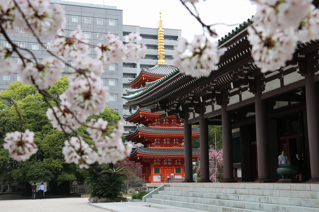 桜と五重塔