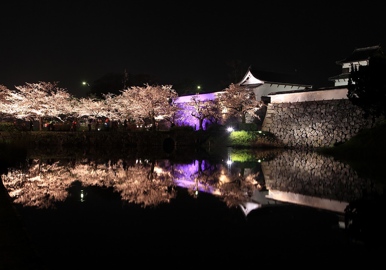 福岡市中央区舞鶴公園　桜のライトアップ2