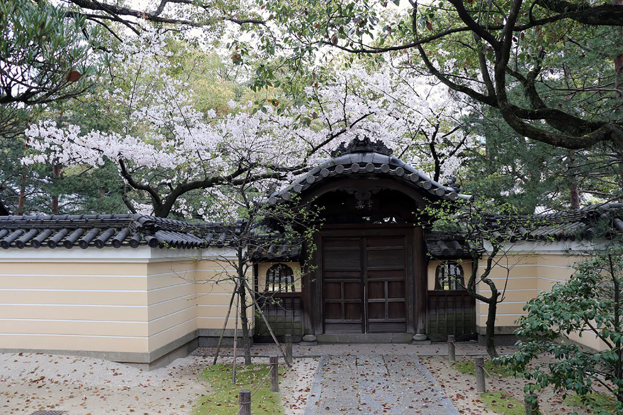 承天寺の桜