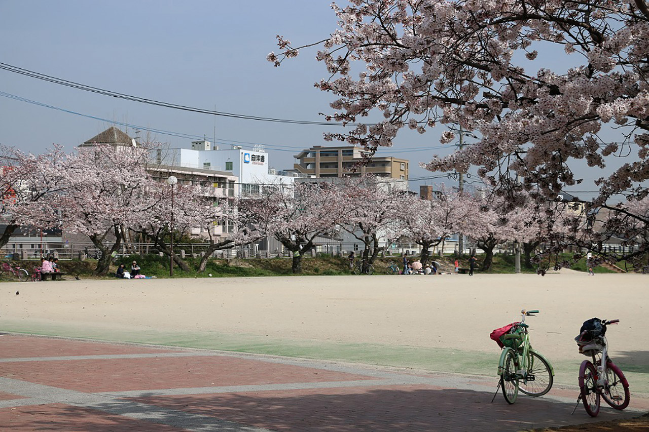 山王公園の桜3