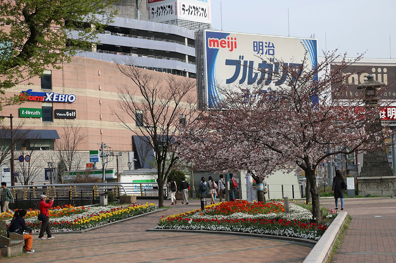 清流公園の桜1