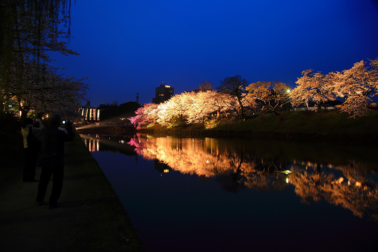 福岡市中央区舞鶴公園　桜のライトアップ1