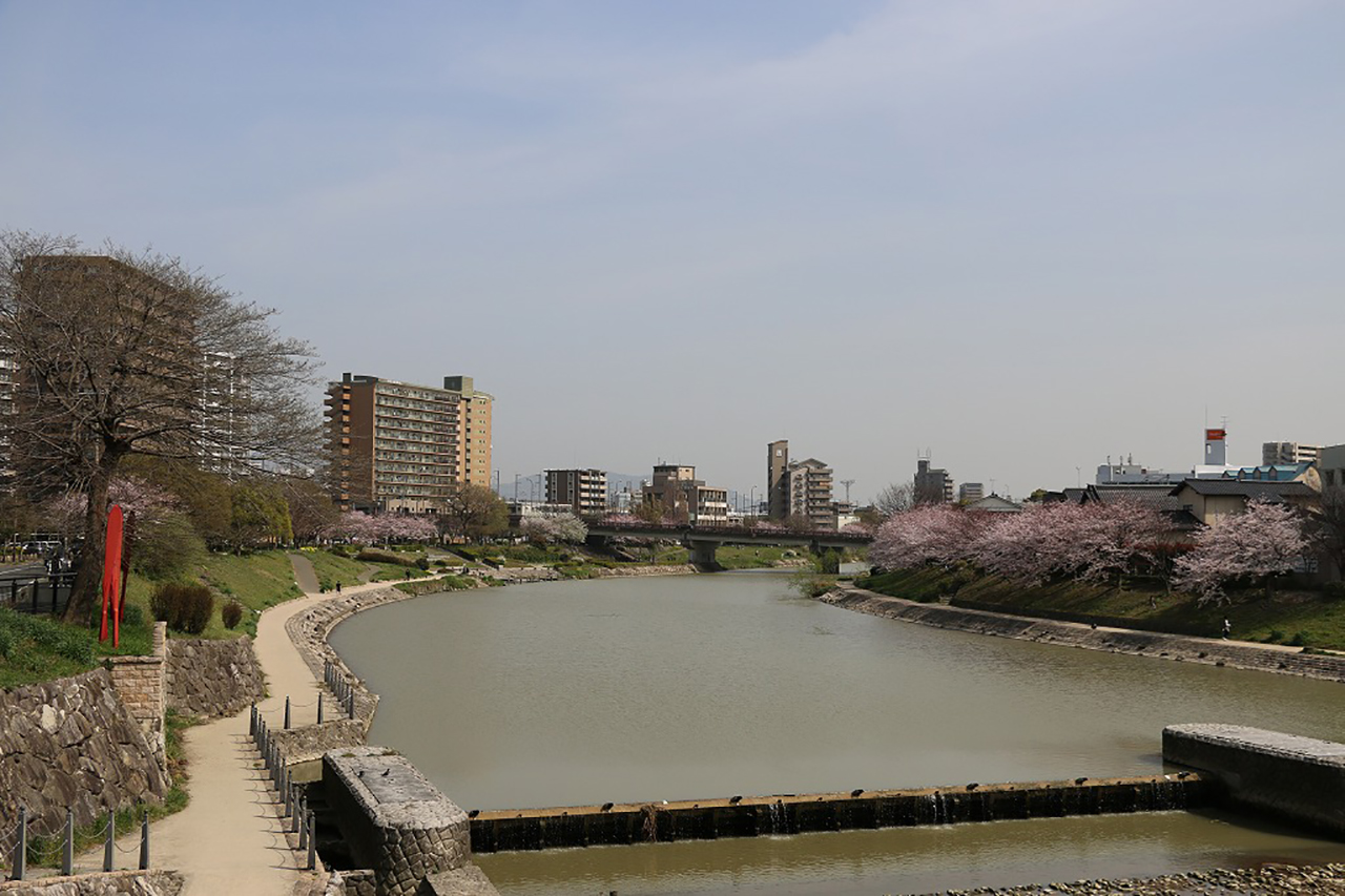 美野島南公園の桜1