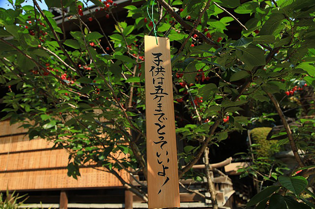 櫛田神社の桜2