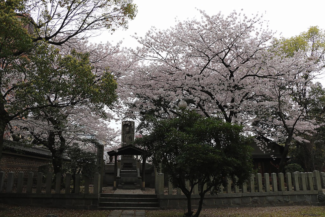 聖福寺の桜1