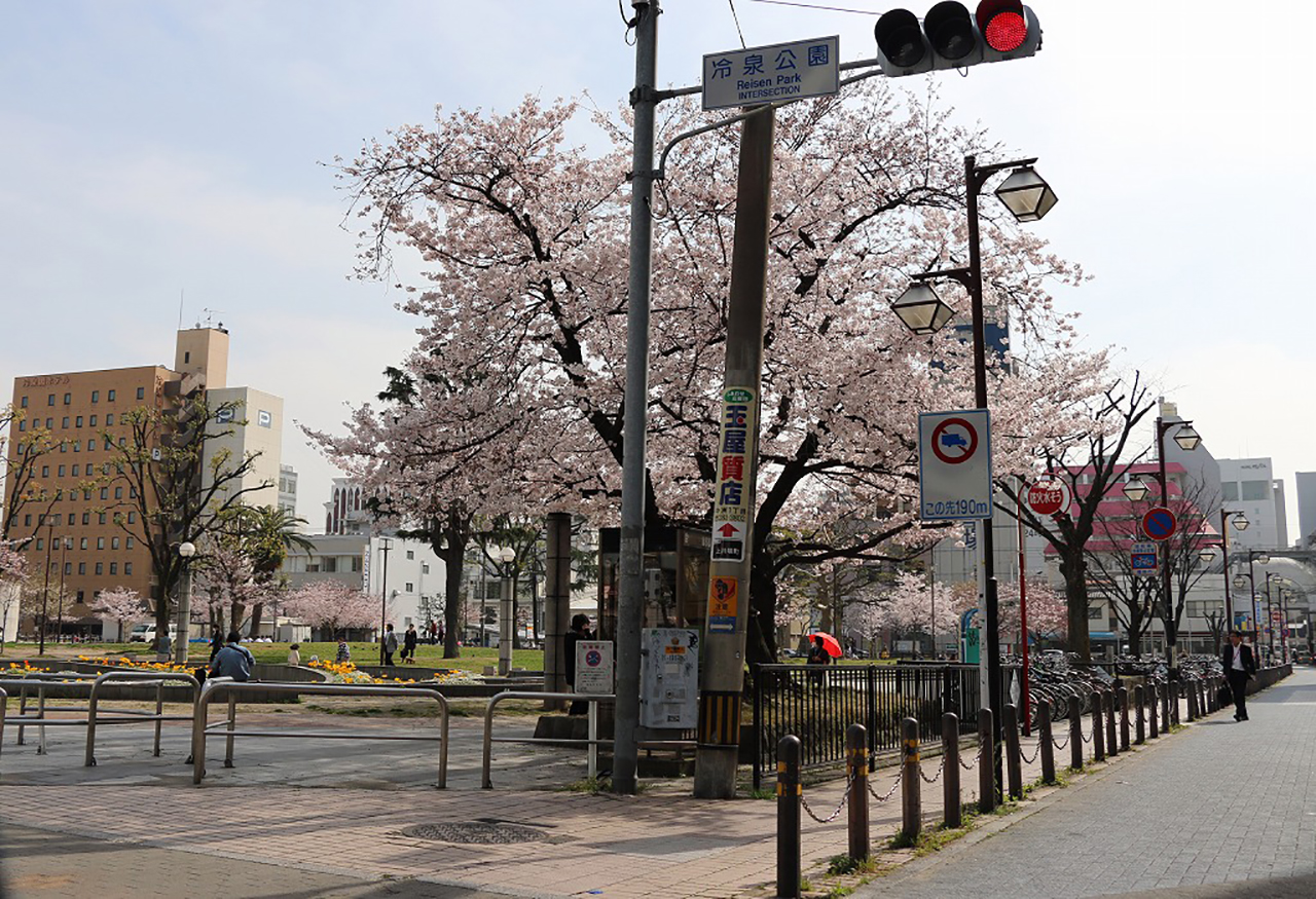 冷泉公園の桜2