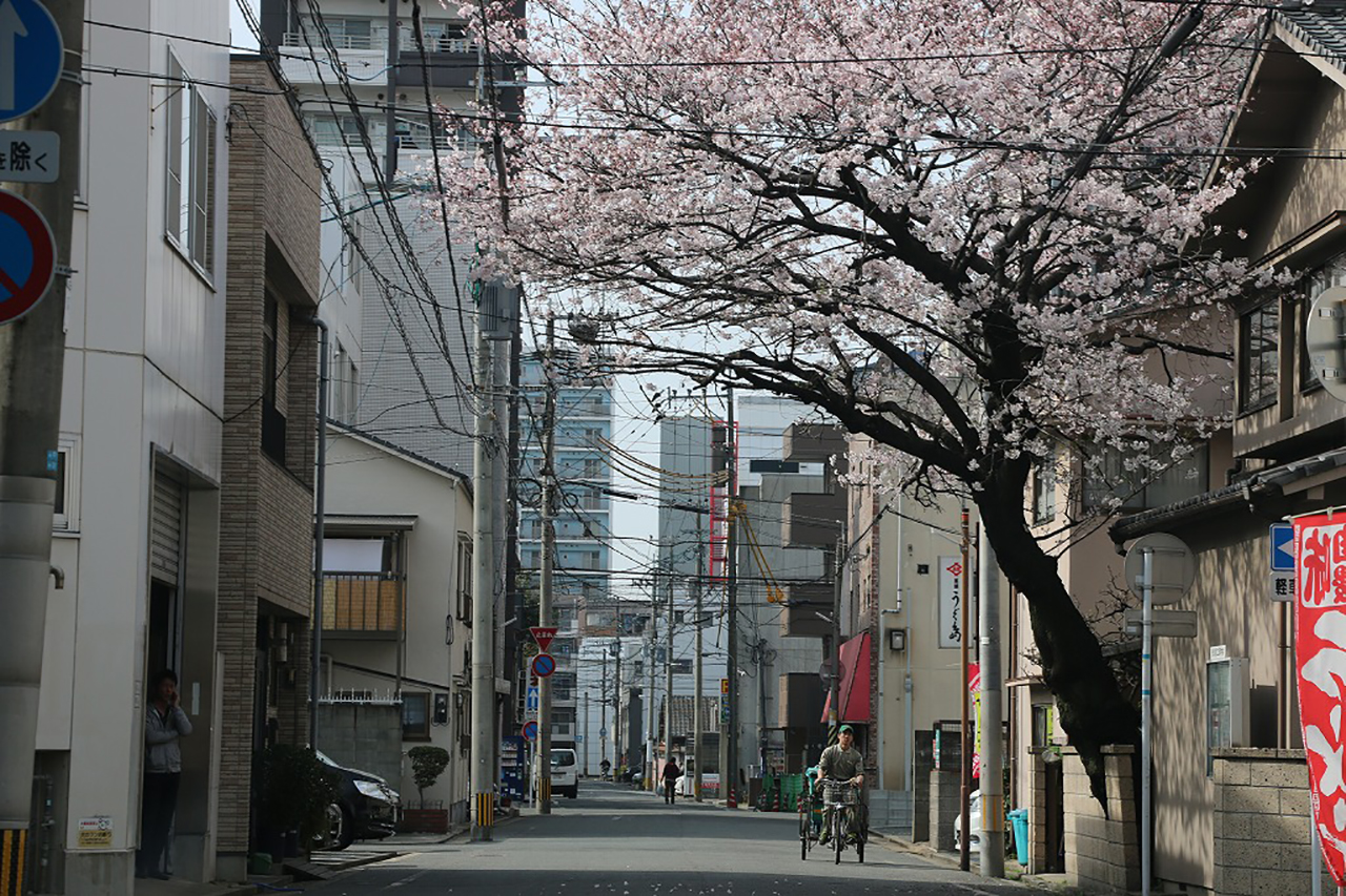 博多区奈良屋町の桜
