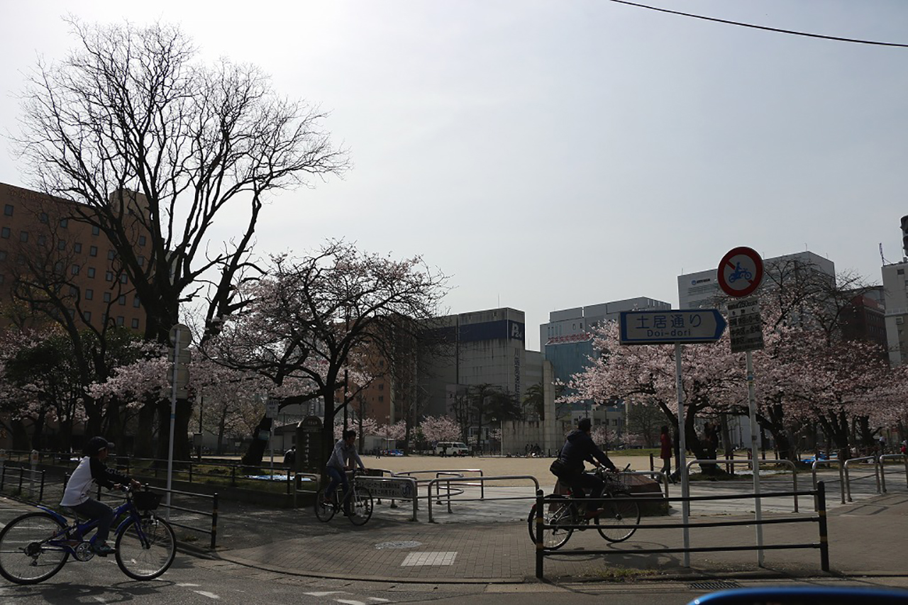 冷泉公園の桜1