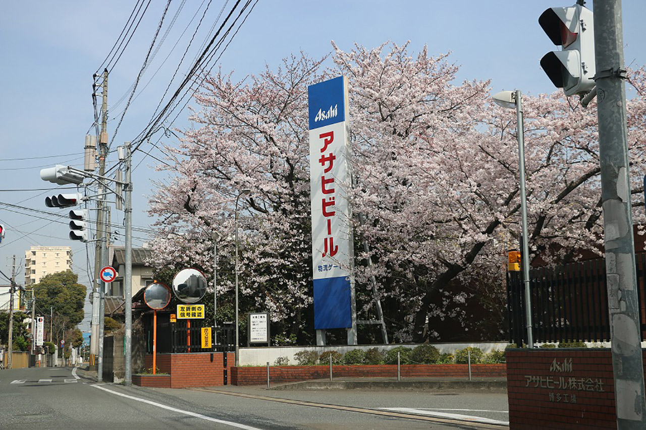 アサヒビール博多工場の桜