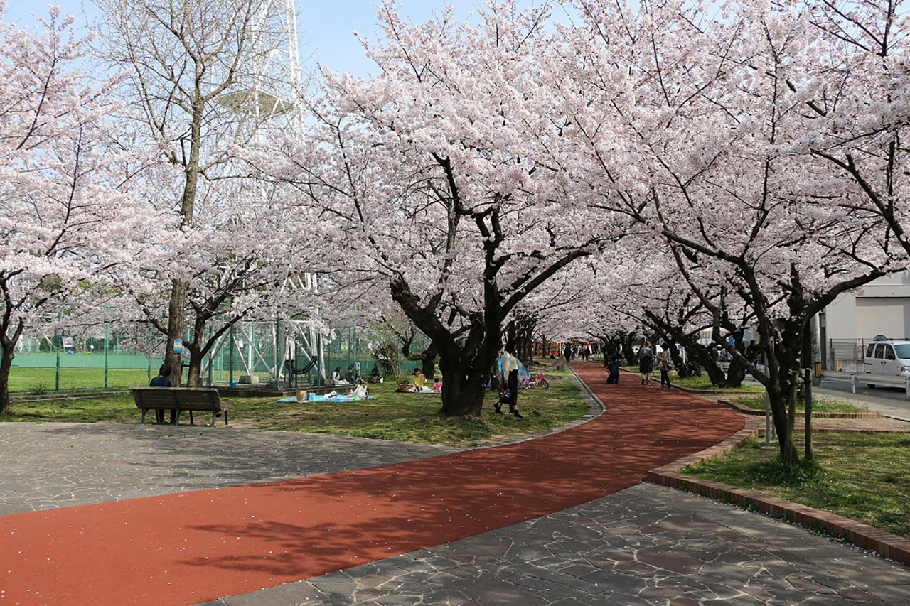 山王公園の桜4