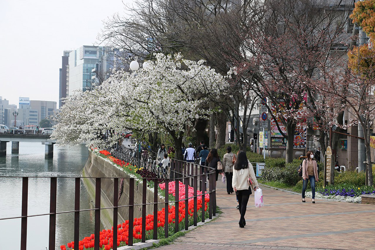 清流公園の桜2