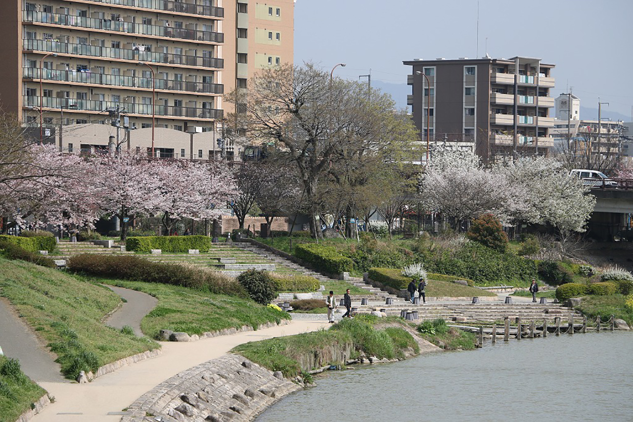 美野島南公園の桜3