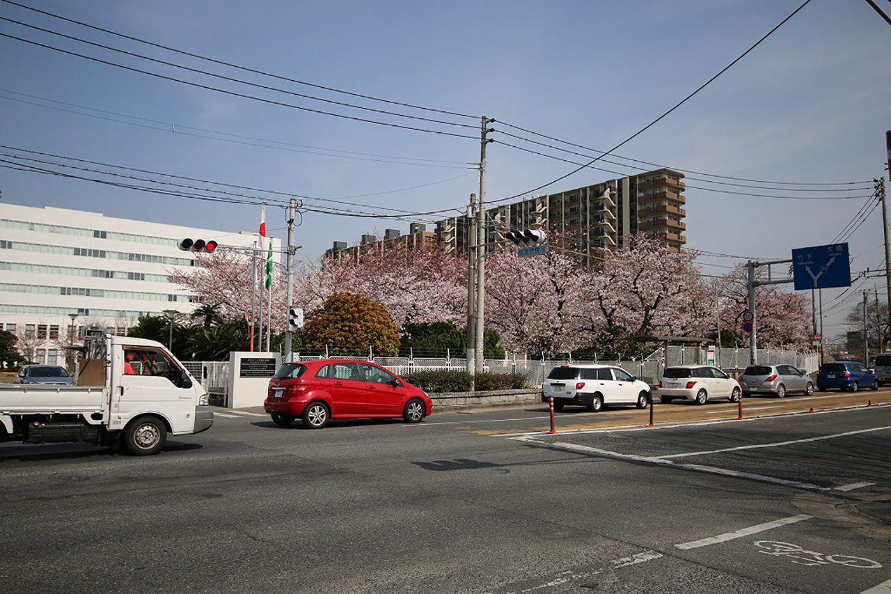 パナソニック福岡の桜2