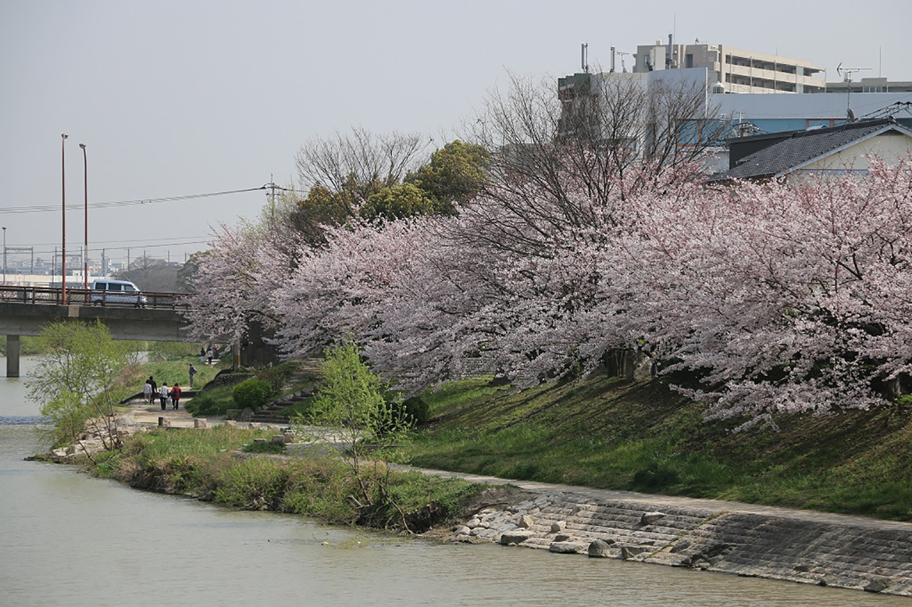 美野島南公園の桜2