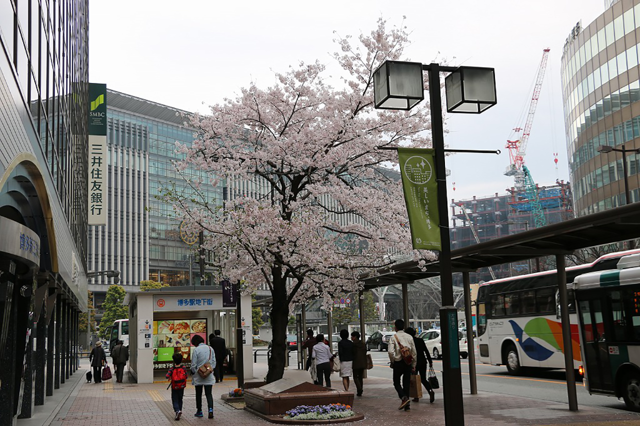 博多駅前1丁目の桜