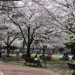 山王公園の桜1