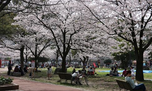 山王公園の桜1