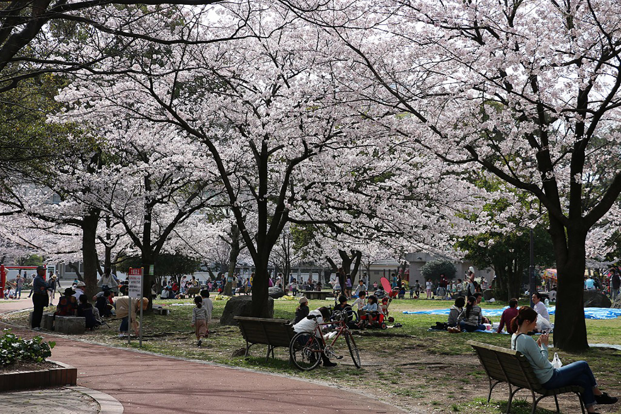 山王公園の桜1