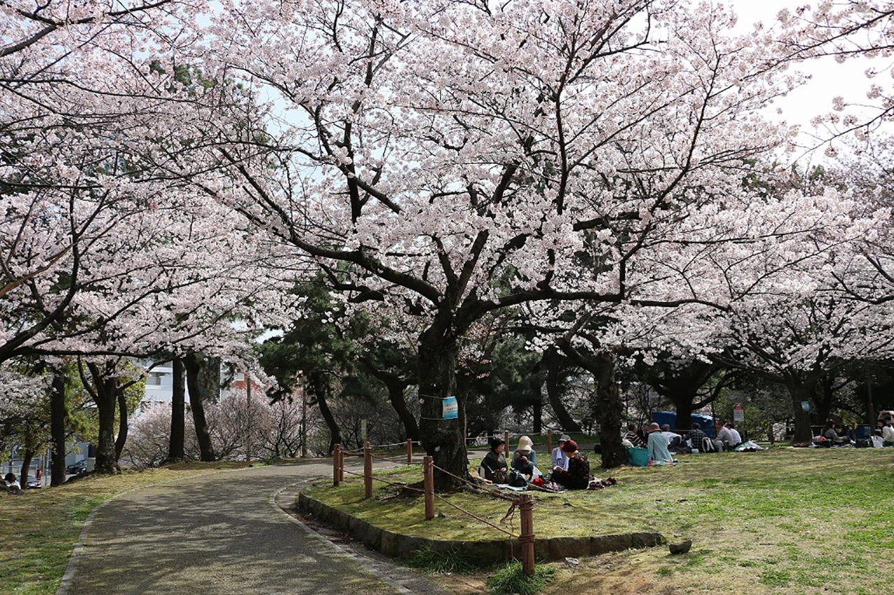 山王公園の桜2